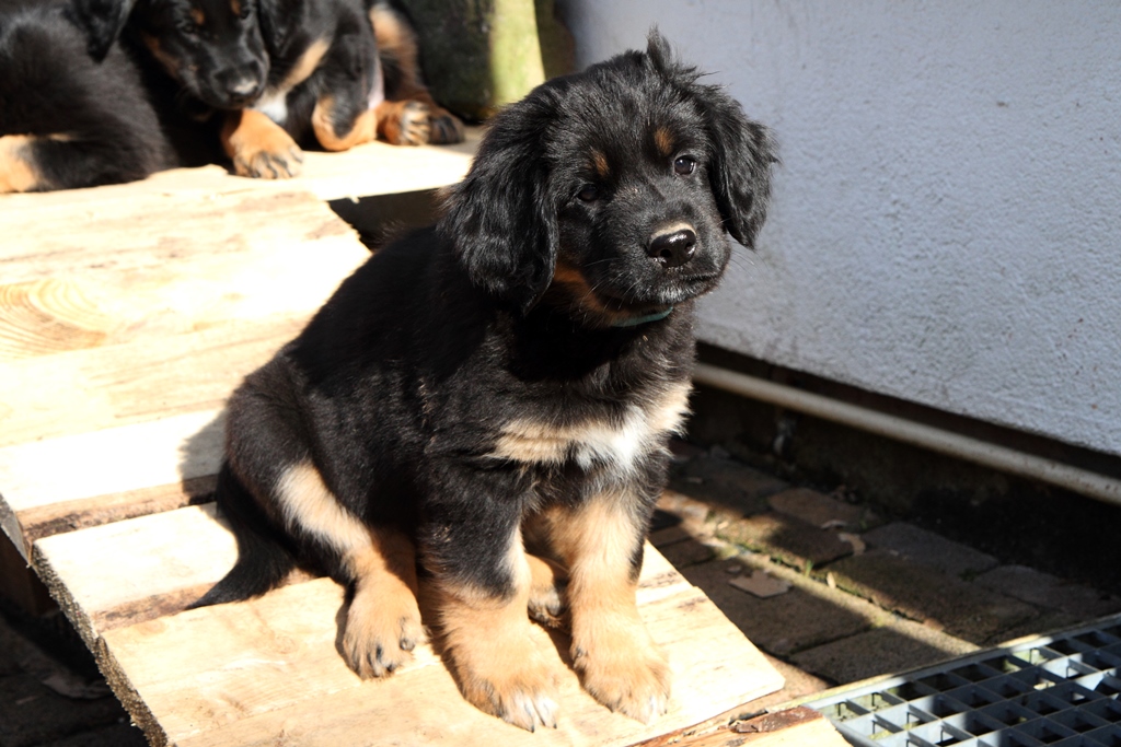 2015 03 11 7156 Deibel