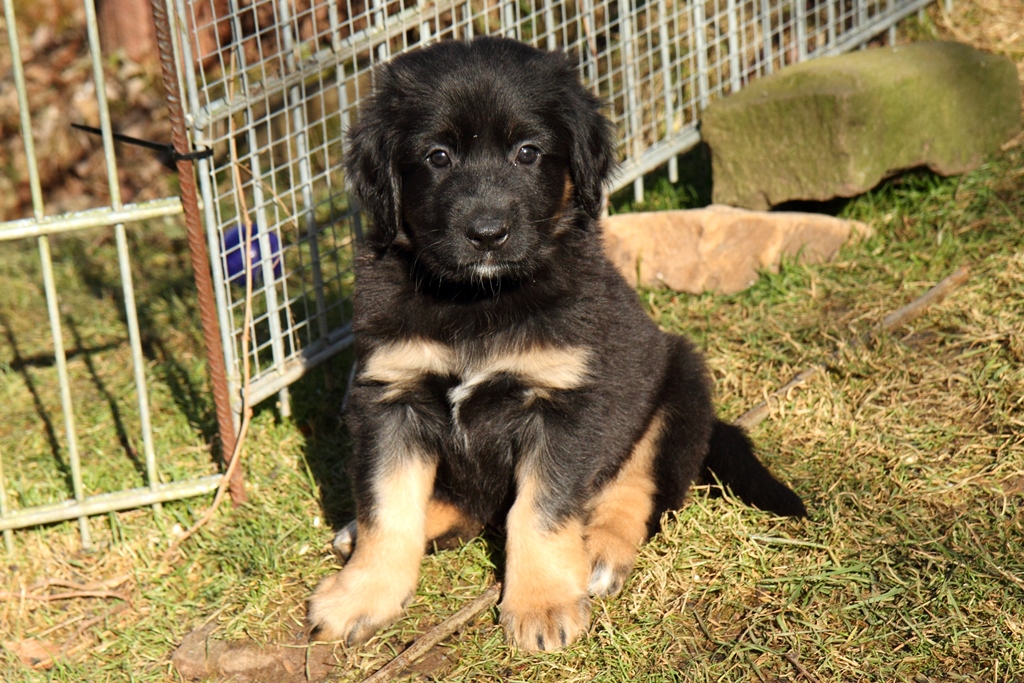 2015 03 03 7079 Dieb