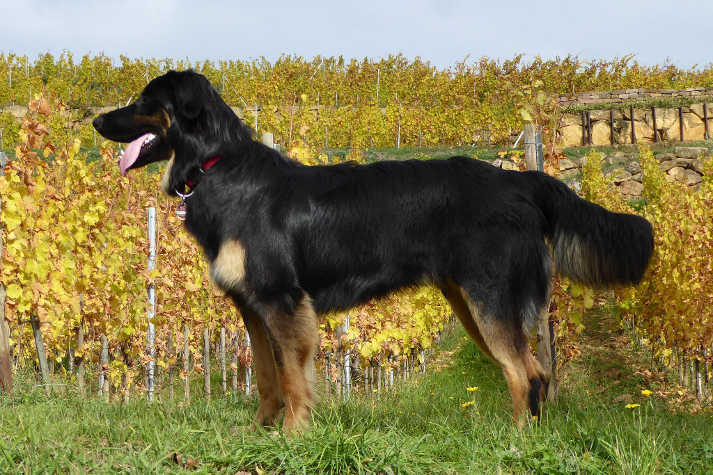 2015 10 23 Draxi 314